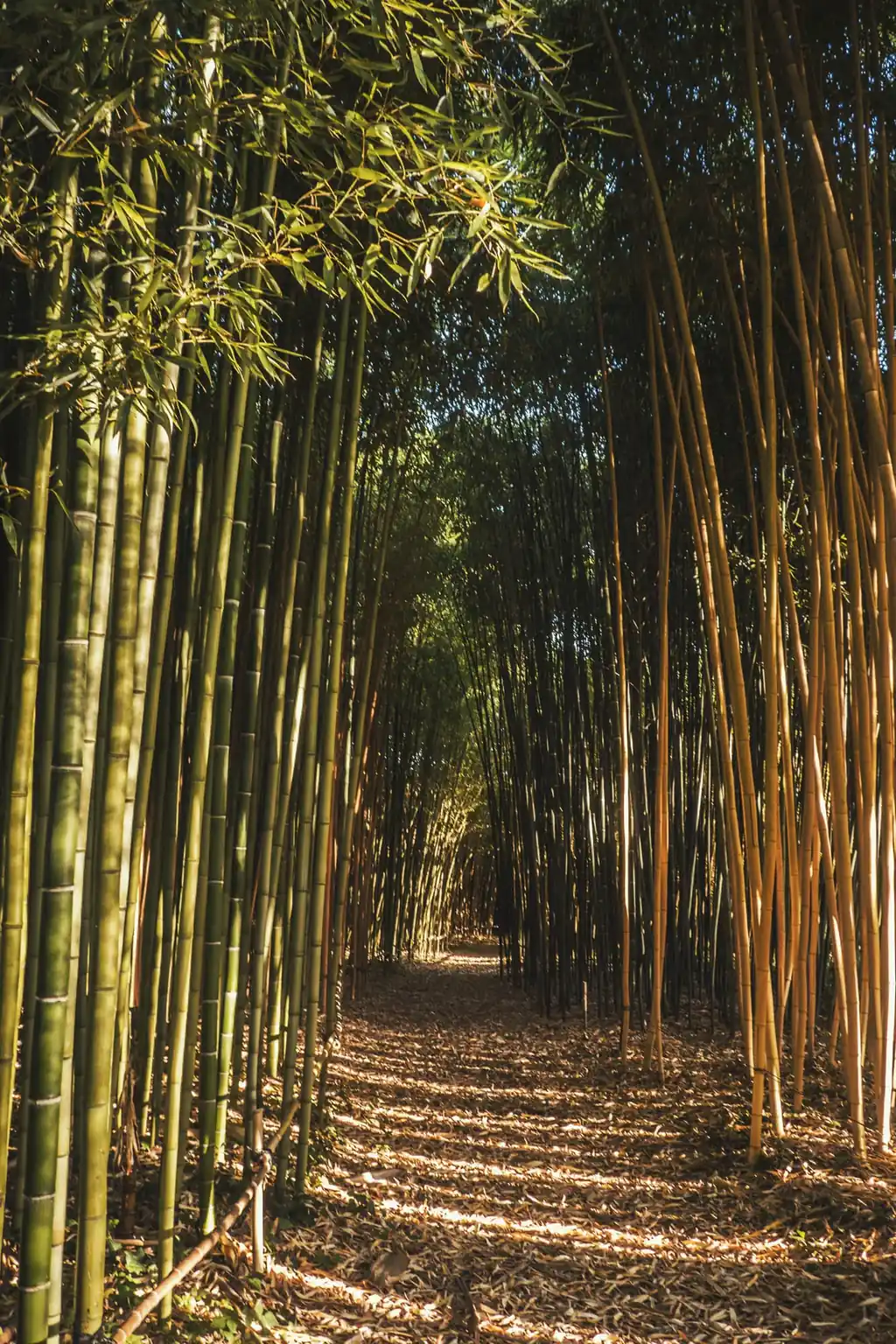 Allée du parc bordée de hauts bambous verts et dorés, baignée de lumière