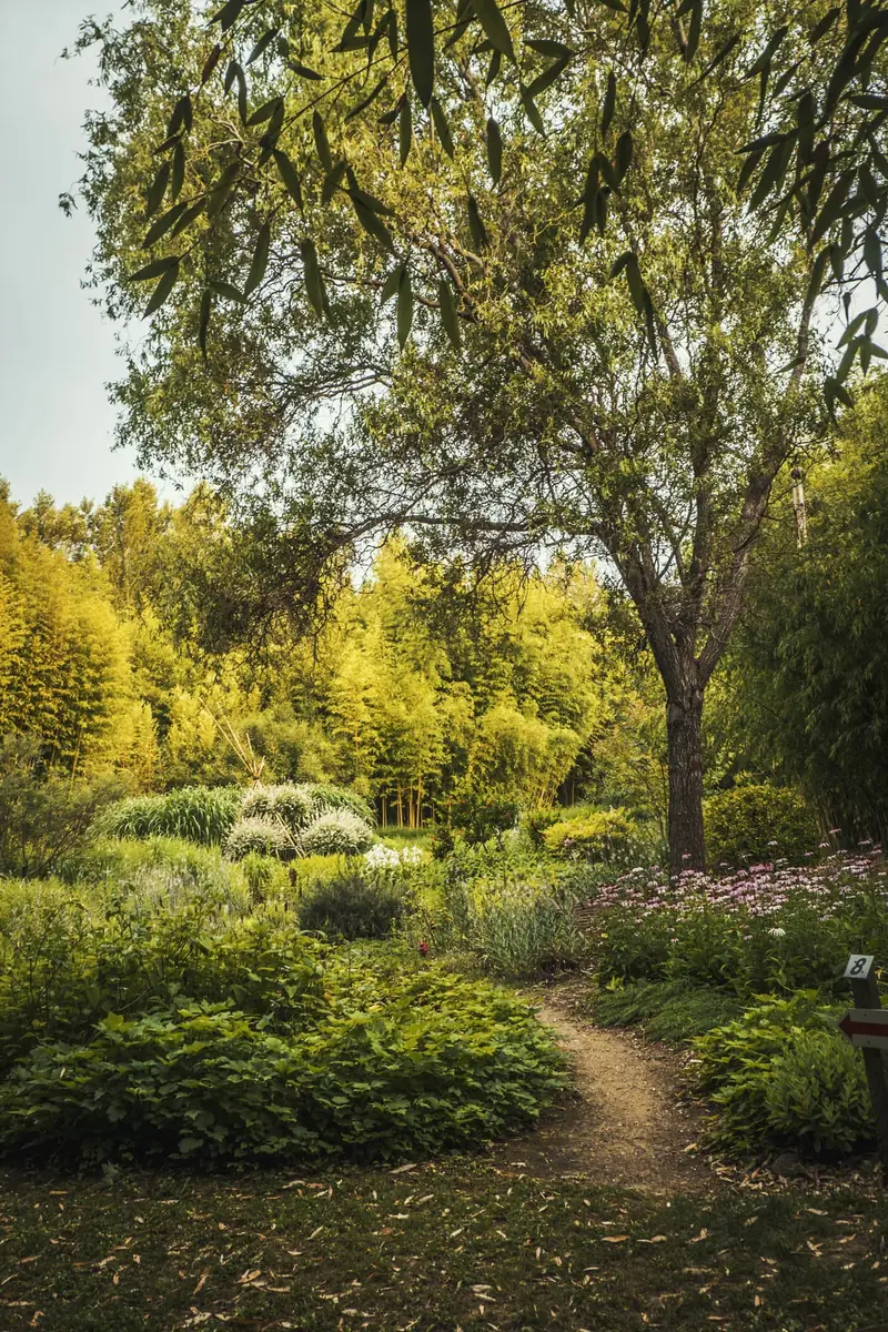 Sentier bordé d'échinacées roses sous un grand arbre, avec un panneau numéroté du parcours