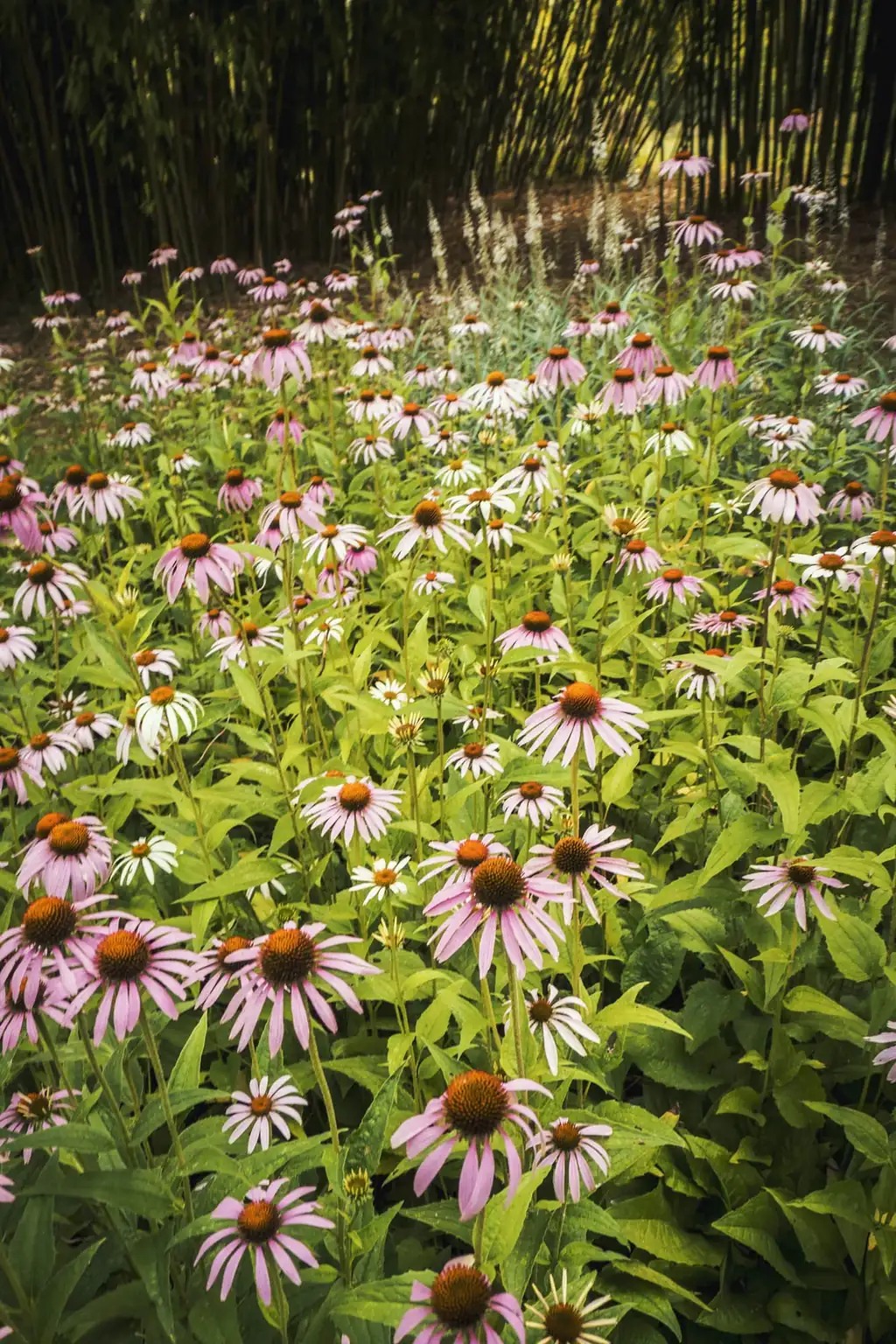 Massif d'échinacées roses en fleurs devant une haie de bambous du parc